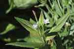 Amerikansk dunört (E. adenocaulon). Blommande skott.